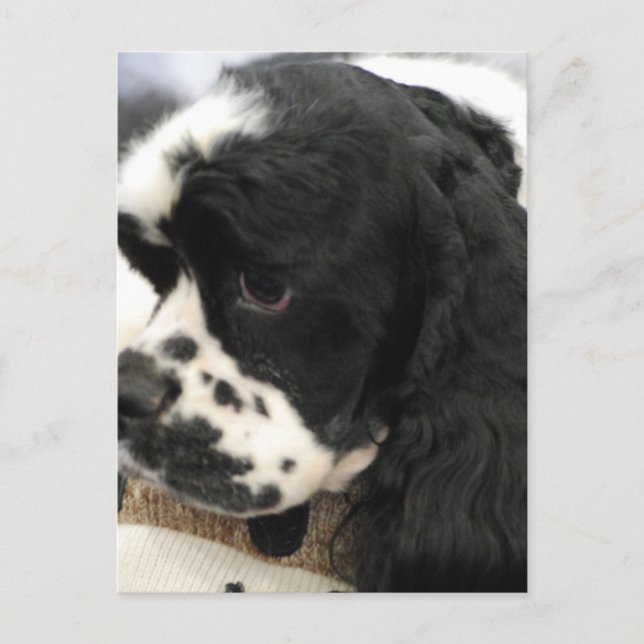 Black and White Cocker Spaniel Postcard (Front)