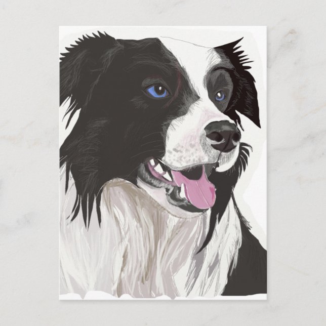 black and white collie blue eyes postcard (Front)