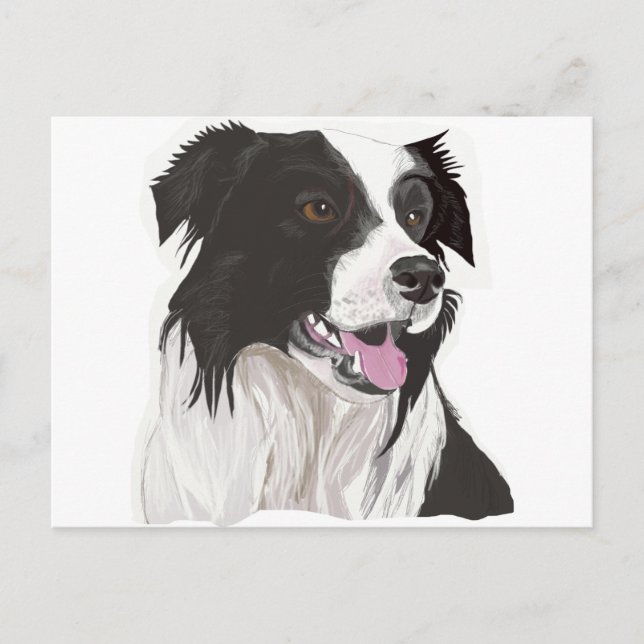 black and white collie brown eyes postcard (Front)