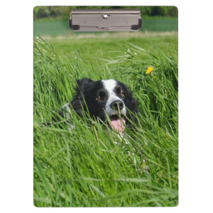 Black and White Collie in Grass Clipboard