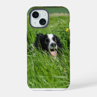Black and White Collie in Grass