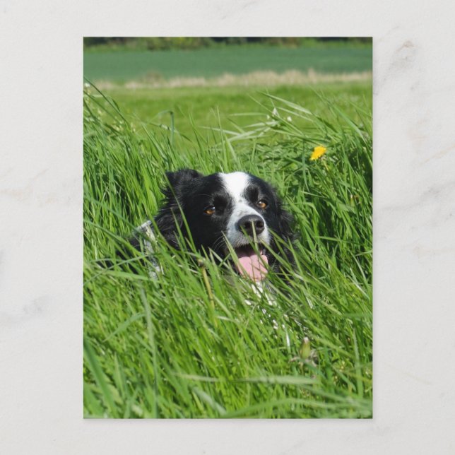 Black and White Collie in Grass Postcard (Front)
