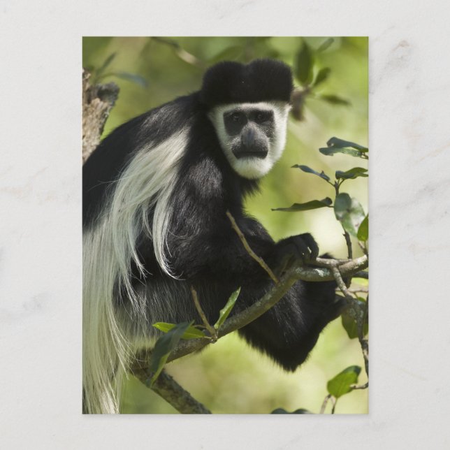 Black and White Colobus Monkey Postcard (Front)