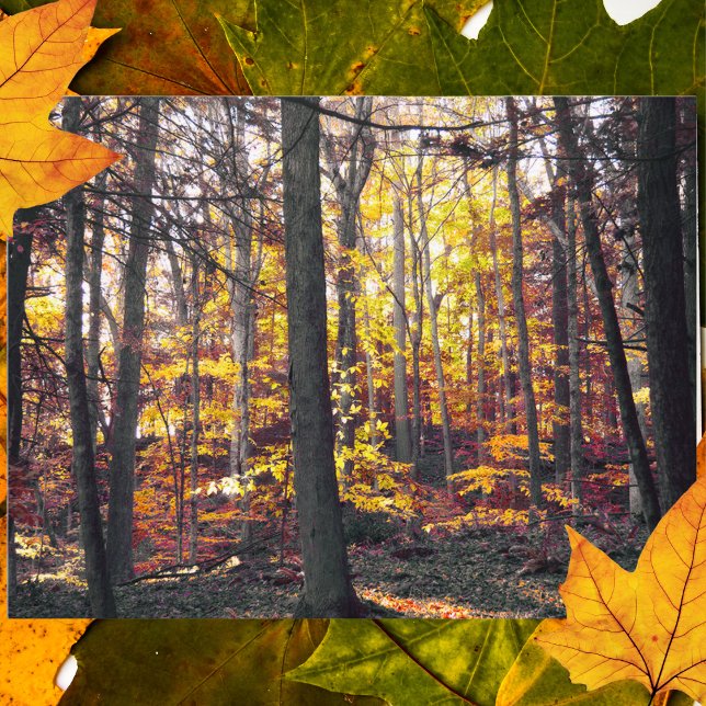 Black And White Colourful Autumn Postcard (Creator Uploaded)