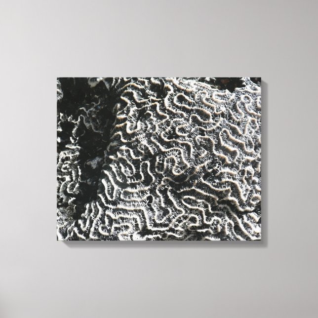 Black and White Coral I Abstract Nature Photo Canvas Print (Front)