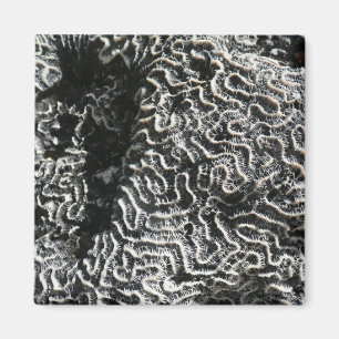 Black and White Coral I Abstract Nature Photo Magnet