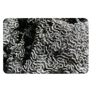 Black and White Coral I Abstract Nature Photo Magnet