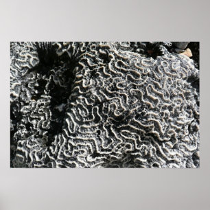 Black and White Coral I Abstract Nature Photo Poster