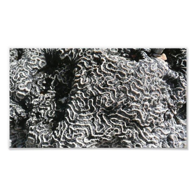 Black and White Coral I Abstract Nature Photo Print (Front)