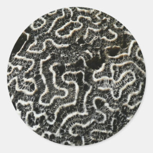 Black and White Coral II Abstract Nature Photo Classic Round Sticker