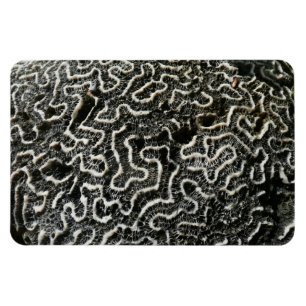 Black and White Coral II Abstract Nature Photo Magnet