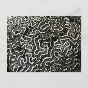 Black and White Coral II Abstract Nature Photo Postcard