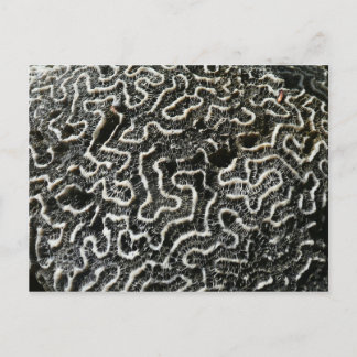 Black and White Coral II Abstract Nature Photo Postcard