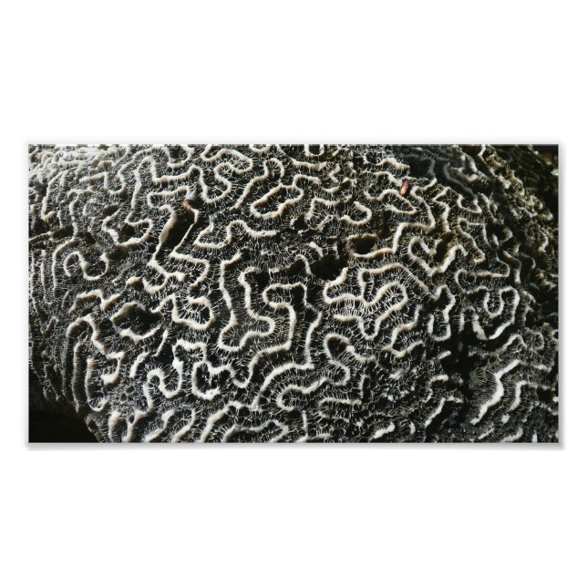 Black and White Coral II Abstract Nature Photo Print (Front)