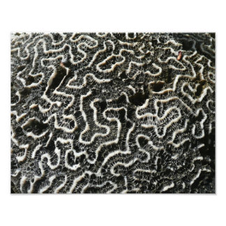 Black and White Coral II Abstract Nature Photo Print