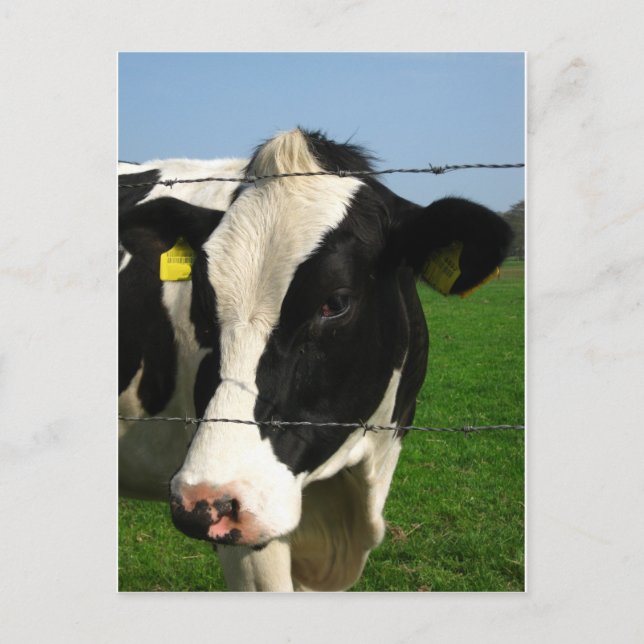 black and white cow close up postcard (Front)