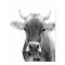 Black and white cow farm animal livestock photo