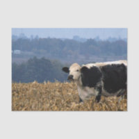 Black and White Cow grazes in freshly ploughed fie
