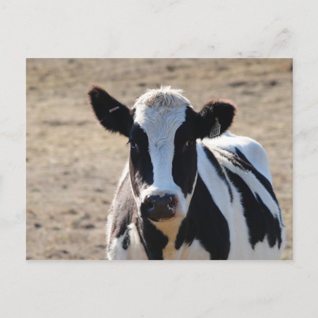 Black and white cow postcard (Front)