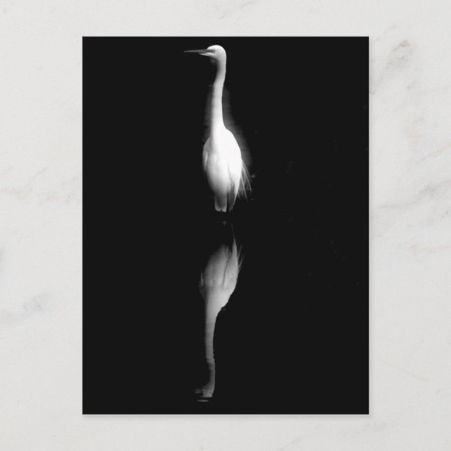 Black and White Crane Photo Postcard (Front)