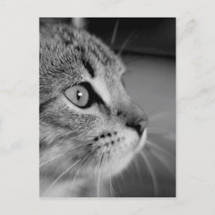 Black and White Cute Cat Contemplation Postcard
