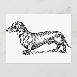 Black and White Dachshund Wiener Dog Postcard