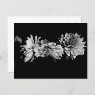 Black-and-White Dahlia Trio Holiday Postcard