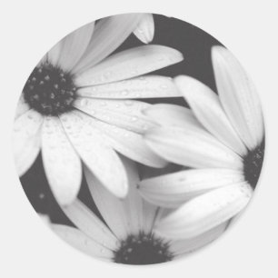 Black and White Daisies Envelope Seal