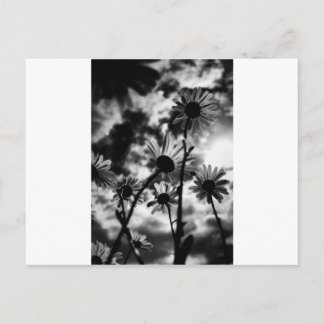 black and white daisies postcard