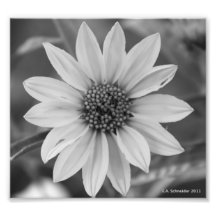 Black and White Daisy Photo by E.A. Schneider