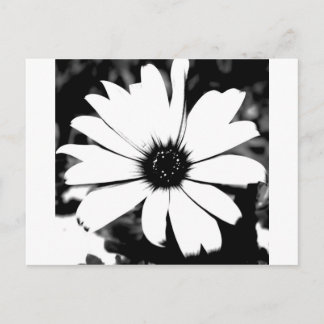 Black and White Daisy Postcard