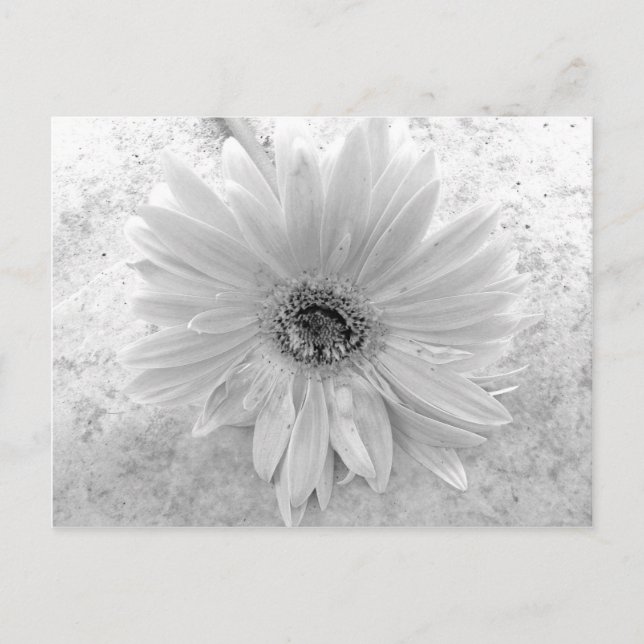 Black and White Daisy Postcard (Front)