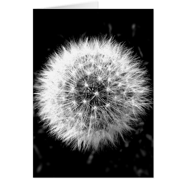 Black and white dandelion (Front)