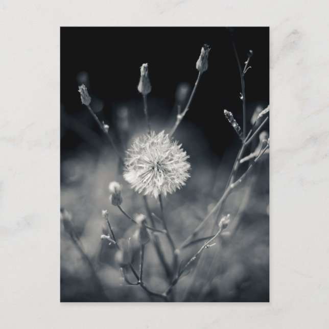 Black and White Dandelion Photography Postcard (Front)