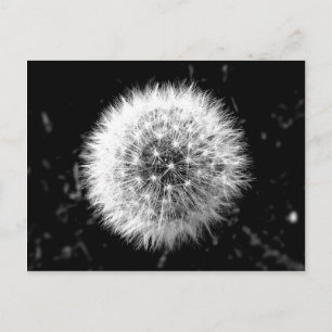 Black and white dandelion postcard
