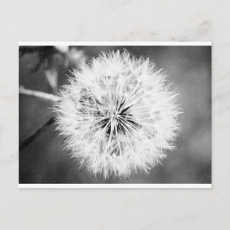 Black and White Dandelion Postcard