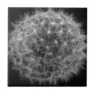 Black and White Dandelion Tile