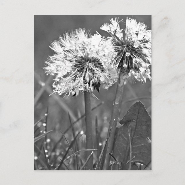 Black and White Dandelions and dew Postcard (Front)
