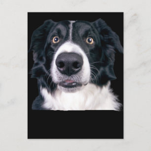 Black and White Dog Face Postcard