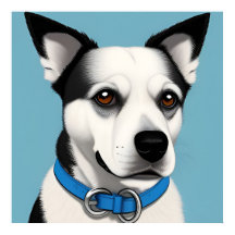 Black and White Dog with Blue Collar