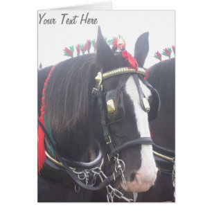 Black and white dray horse in colourful tack photo
