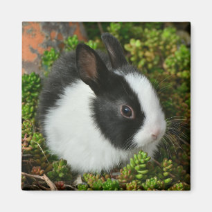 Black and White Dutch Dwarf Mini Bunny Rabbit Magnet