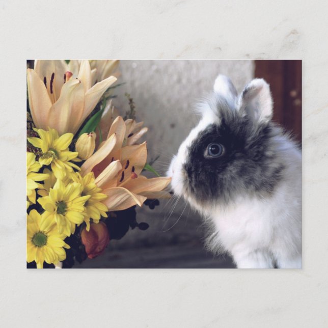 Black and white dwarf rabbit postcard (Front)