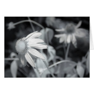 Black and White Echinacaea