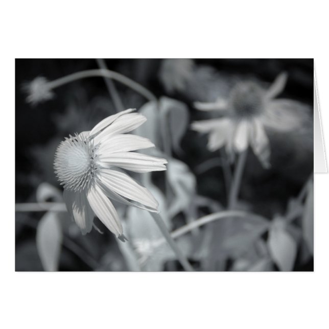 Black and White Echinacaea (Front Horizontal)