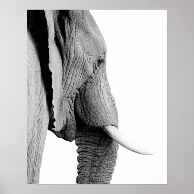 Black and white elephant wild african animal photo poster (Front)