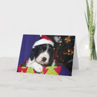 Black and White English Springer Spaniel Christma