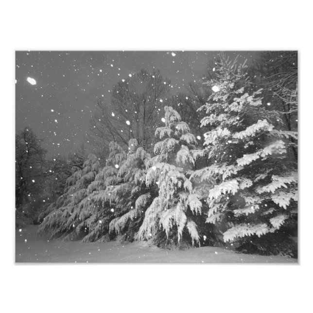 Black and White Evergreen Tree Snow Storm Photo Print (Front)