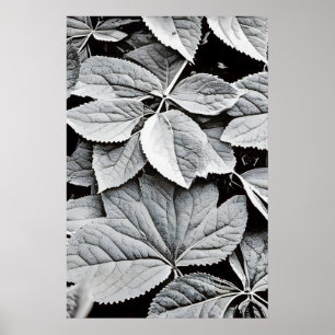 Black and white, fine art photography of leaves poster
