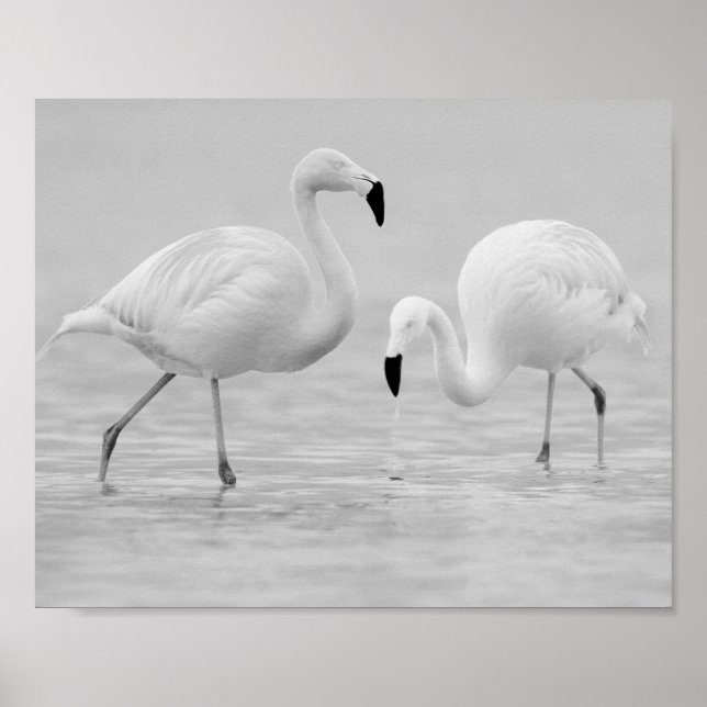 Black and White Flamingo Tropical Printable Art  Poster (Front)